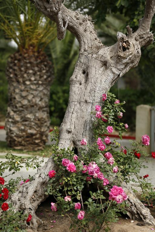 Hotel Mediterranee Thalasso Golf Hammamet Exteriér fotografie